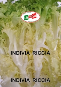 10525 Indivia Riccia